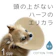 ディグニティ ハーフエリザベスカラー 1