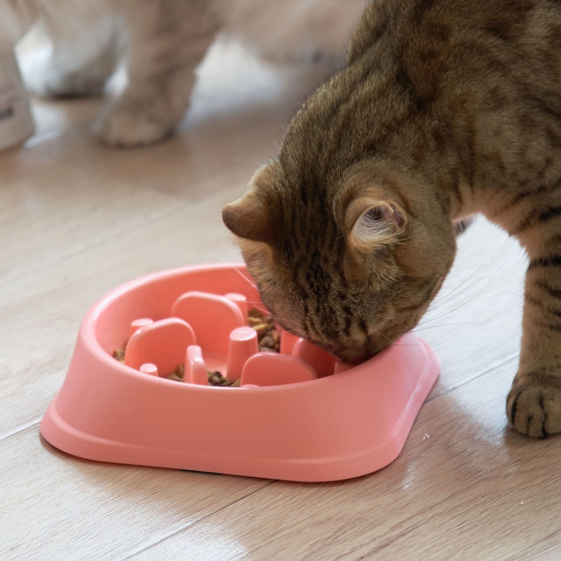 徹底比較 猫用食器のおすすめ人気ランキング10選 Mybest 徹底比較 猫用食器のおすすめ人気ランキング10選 Mybest