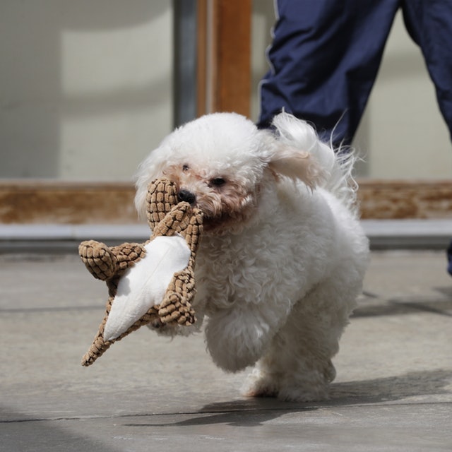 犬おもちゃ 恐竜を全15商品と比較 口コミや評判を実際に使ってレビューしました Mybest 犬おもちゃ 恐竜を全15商品と比較 口コミや評判を実際に使ってレビューしました Mybest