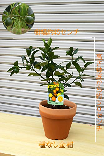 種なし金柑 ぷちまる 2