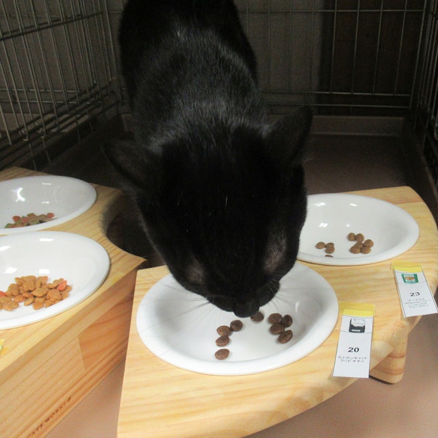 カナガンキャットフードを全30商品と比較 口コミや評判を実際に使ってレビューしました Mybest カナガンキャットフードを全30商品と比較 口コミや評判を実際に使ってレビューしました Mybest