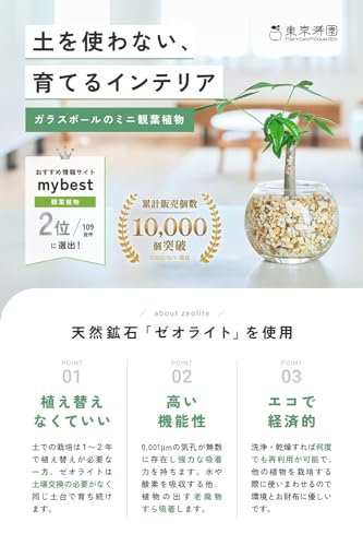 カポック 2
