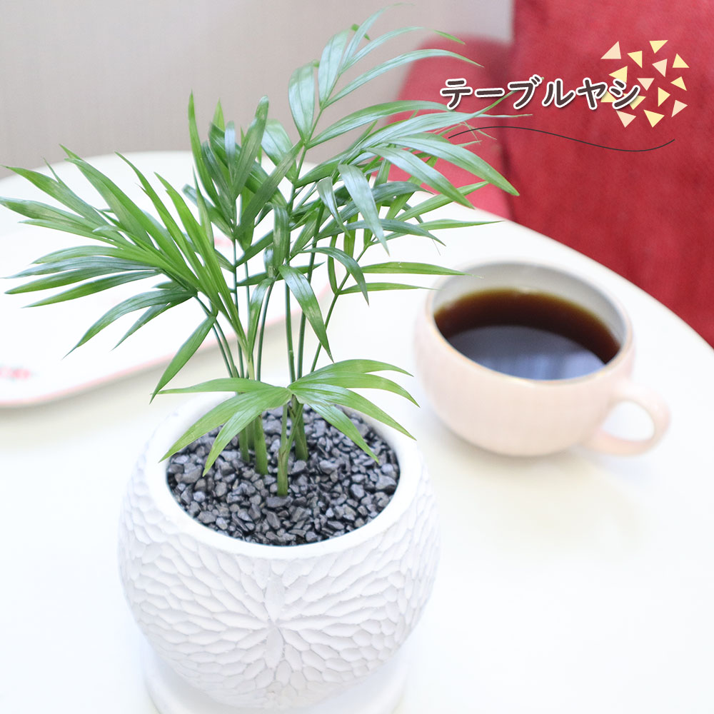 選べる観葉植物&陶器鉢 3