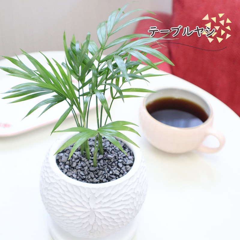 選べる観葉植物&陶器鉢 3