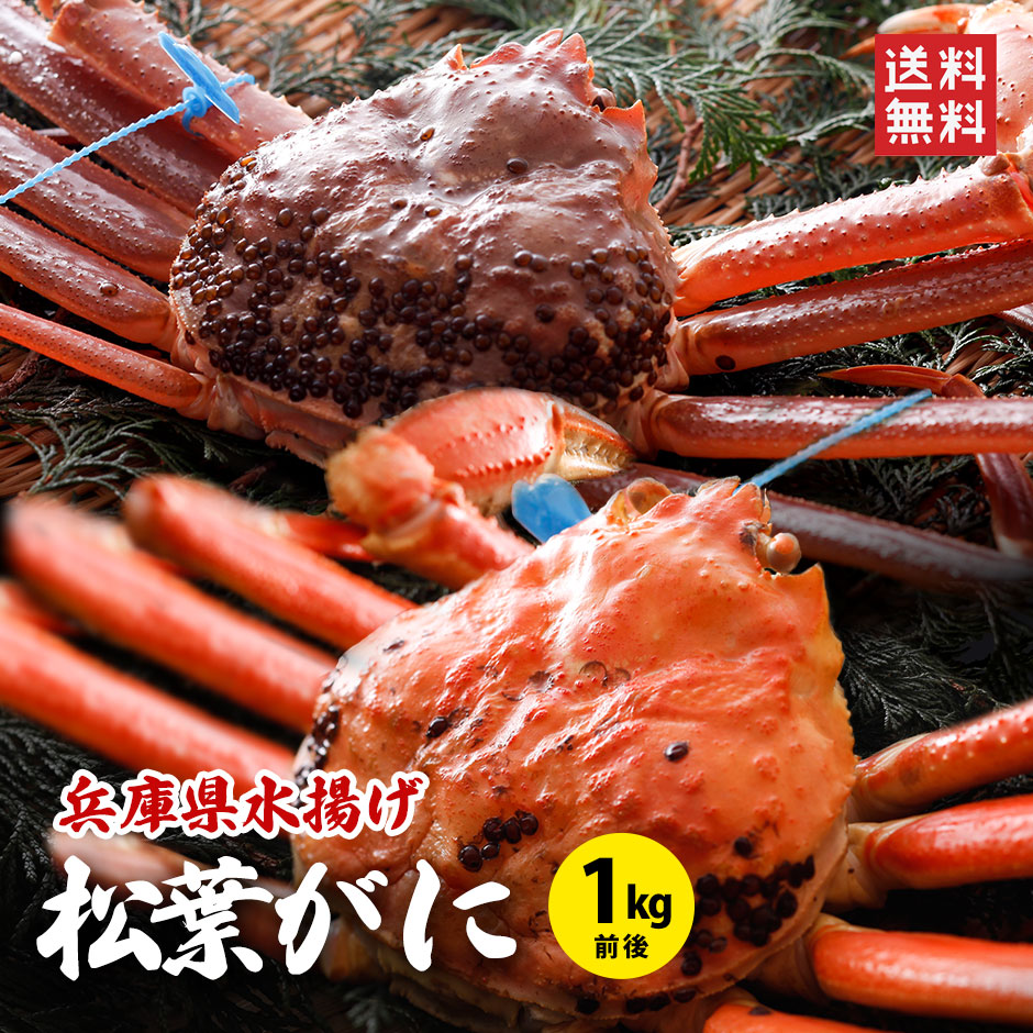 兵庫県水揚げ 松葉ガニ 1