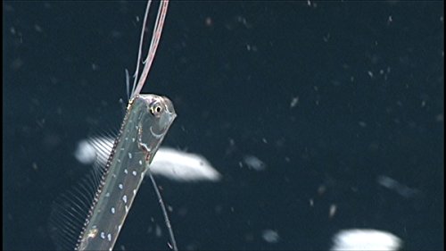 21年 魚図鑑のおすすめ人気ランキング15選 Mybest