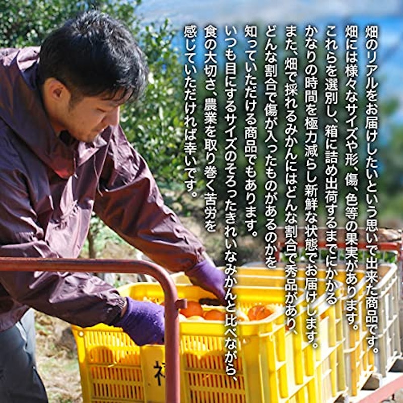 有田みかん 2