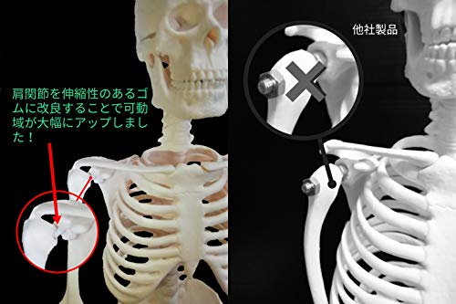 3B Scientific フランク・可動性改良型 人体骨格模型 最終価格