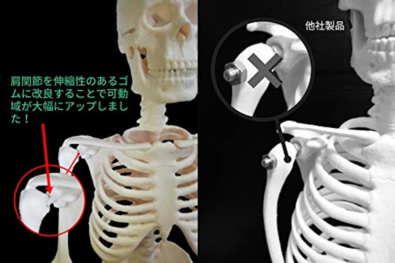 全身骨格模型 3