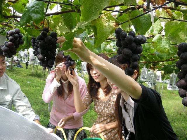 21年 関東近郊ぶどう狩りスポットのおすすめ人気ランキング15選 Mybest 21年 関東近郊ぶどう狩りスポットのおすすめ人気ランキング15選 Mybest