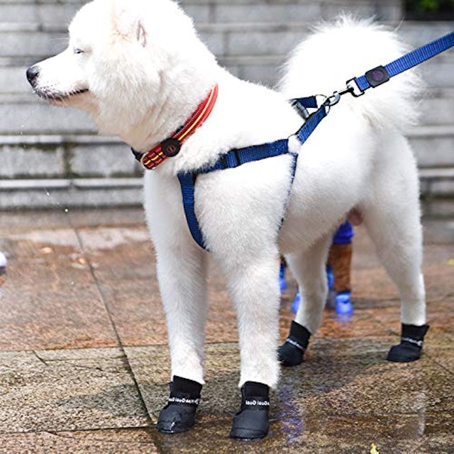 21年 犬用靴 靴下のおすすめ人気ランキング15選 Mybest 21年 犬用靴 靴下のおすすめ人気ランキング15選 Mybest