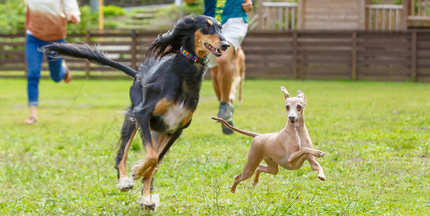 21年 東京都内のドッグランのおすすめ人気ランキング選 Mybest
