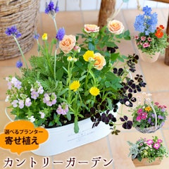 21年 プレゼント鉢植えのおすすめ人気ランキング28選 Mybest 21年 プレゼント鉢植えのおすすめ人気ランキング28選 Mybest