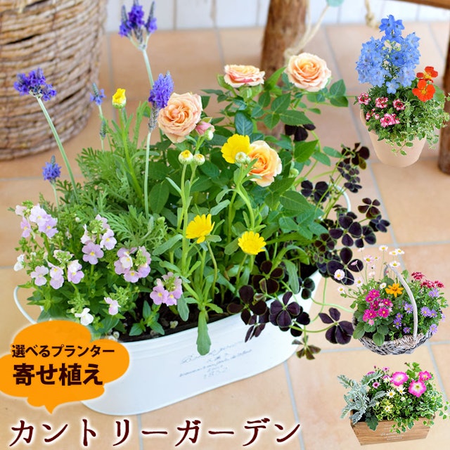 21年 プレゼント鉢植えのおすすめ人気ランキング28選 Mybest 21年 プレゼント鉢植えのおすすめ人気ランキング28選 Mybest