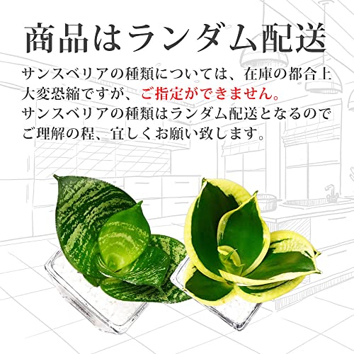 サンスベリア サンセベリア 4