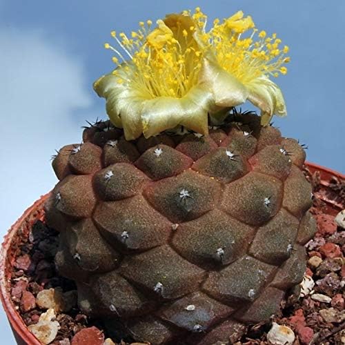 サボテン　品種名わかりません。 Amazon｜ITANSE 柱サボテン 2本植え 7号 1個売り【品種で