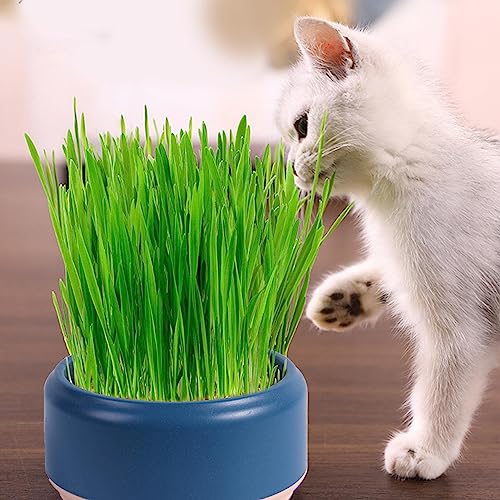 猫草ポット 3