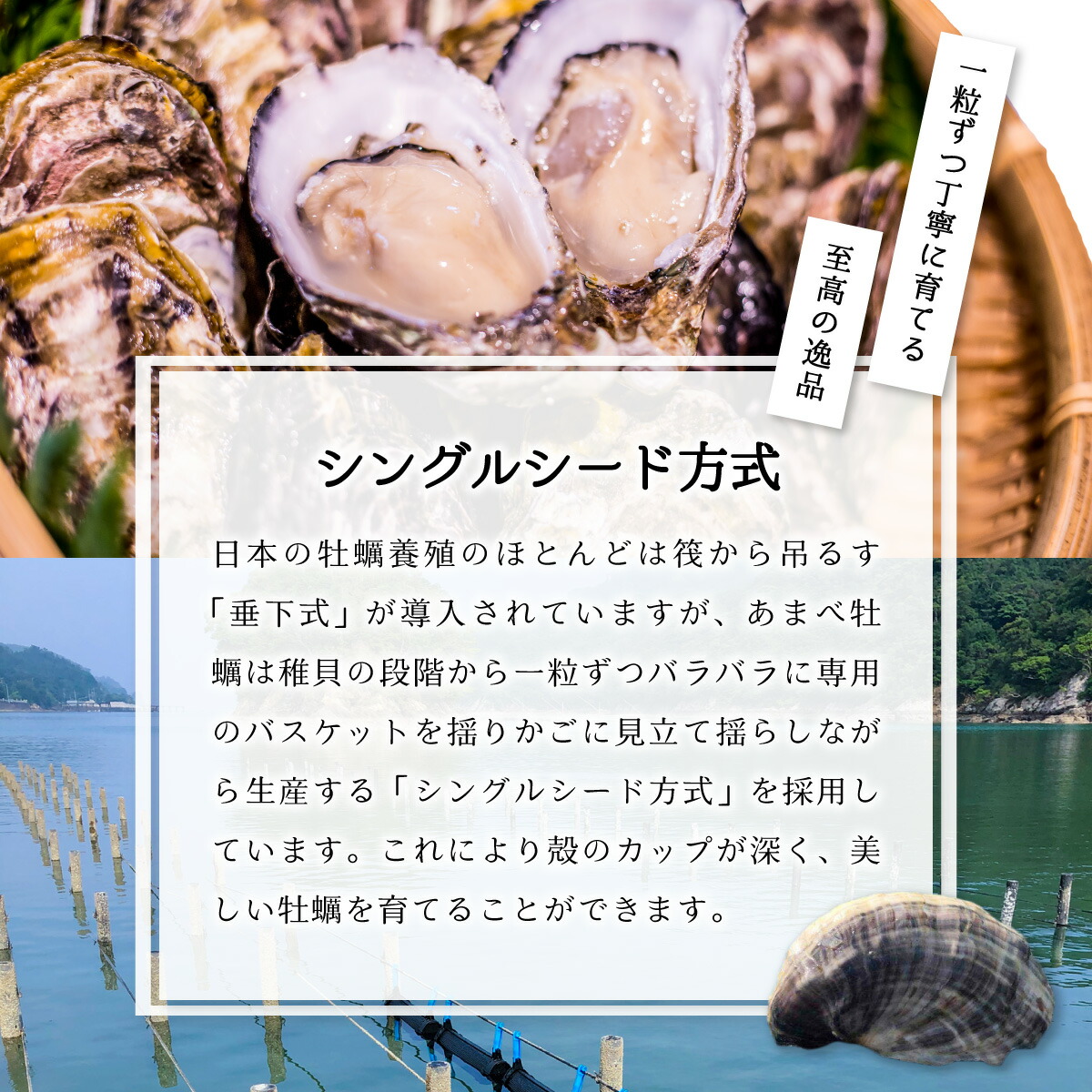 あまべ牡蠣 20個 5