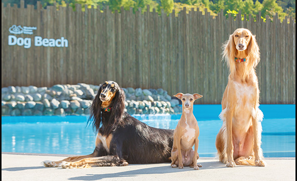 21年 東京都内のドッグランのおすすめ人気ランキング選 Mybest