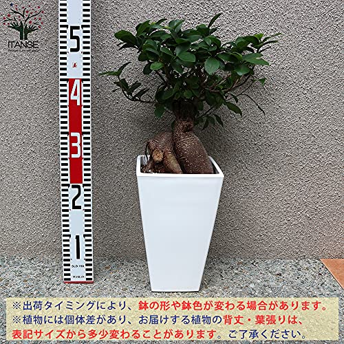 ガジュマル 6号スクエア鉢 3