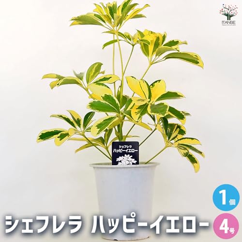 シェフレラ ハッピーイエロー 2