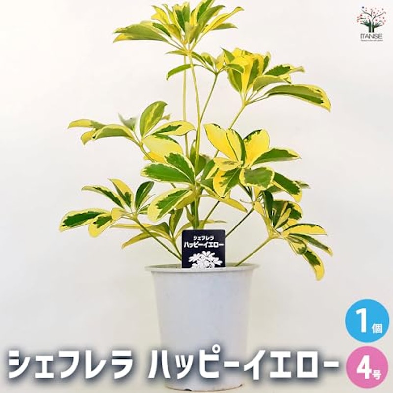 シェフレラ ハッピーイエロー 2