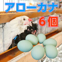 鶏卵 アローカナ 2