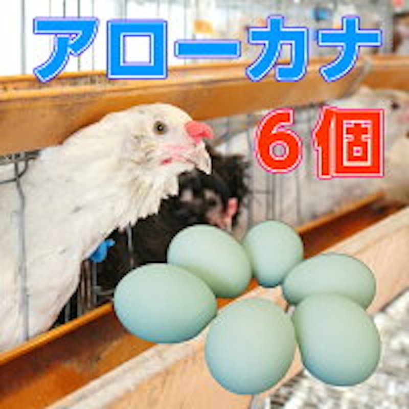 鶏卵 アローカナ 2