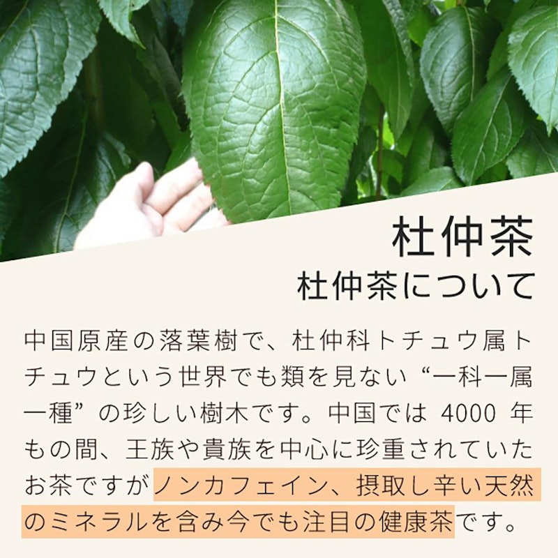 杜仲茶 4