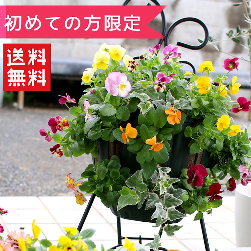 22年 プレゼント鉢植えのおすすめ人気ランキング25選 Mybest 22年 プレゼント鉢植えのおすすめ人気ランキング25選 Mybest