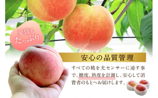 伊万里の桃 3
