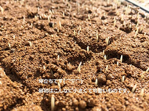 EM農法有機栽培米 土の詩 6