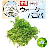 ビオトープ向け水草のおすすめ人気ランキング【2026年9月】 5