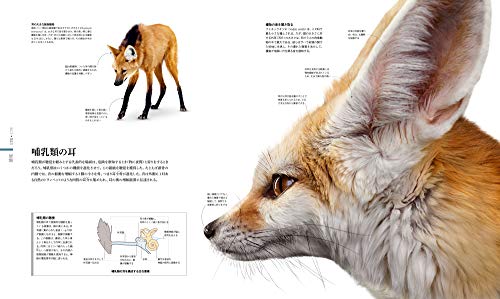 ZOOLOGY 図鑑 動物の世界 6