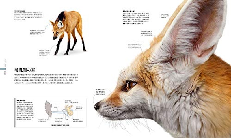 ZOOLOGY 図鑑 動物の世界 6