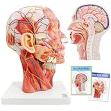 筋肉人体模型のおすすめ人気ランキング【2026年8月】 4