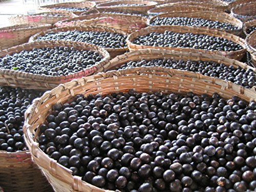 ACAI BERRY POWDER 3