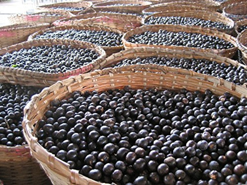 ACAI BERRY POWDER 3