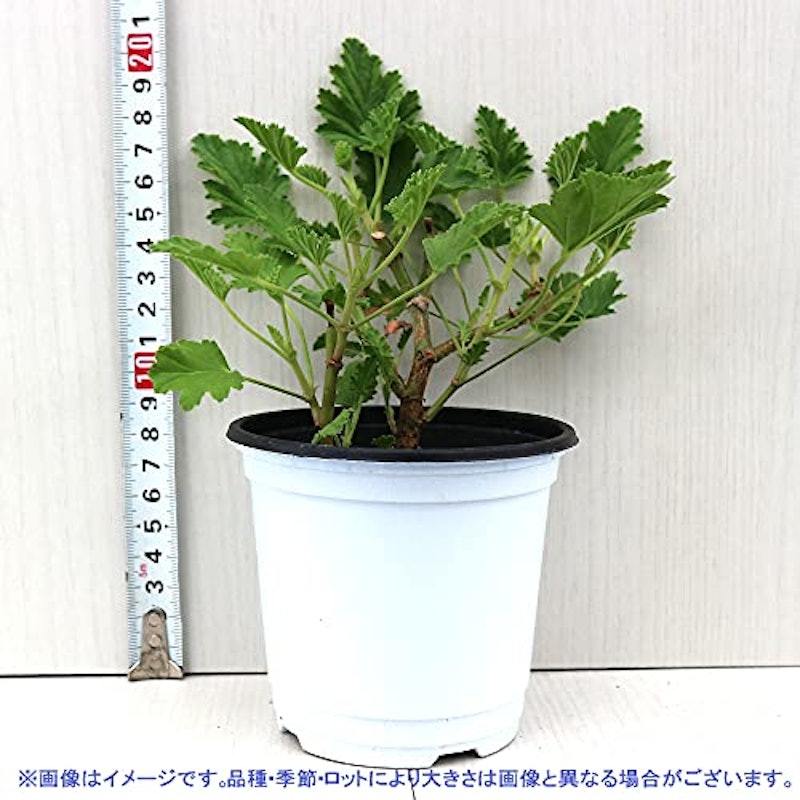 レモンゼラニウム 5