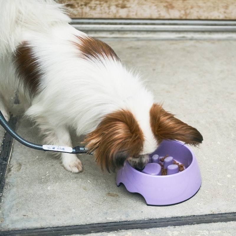 徹底比較 犬用早食い防止食器のおすすめ人気ランキング10選 効果が高いのはどれ Mybest