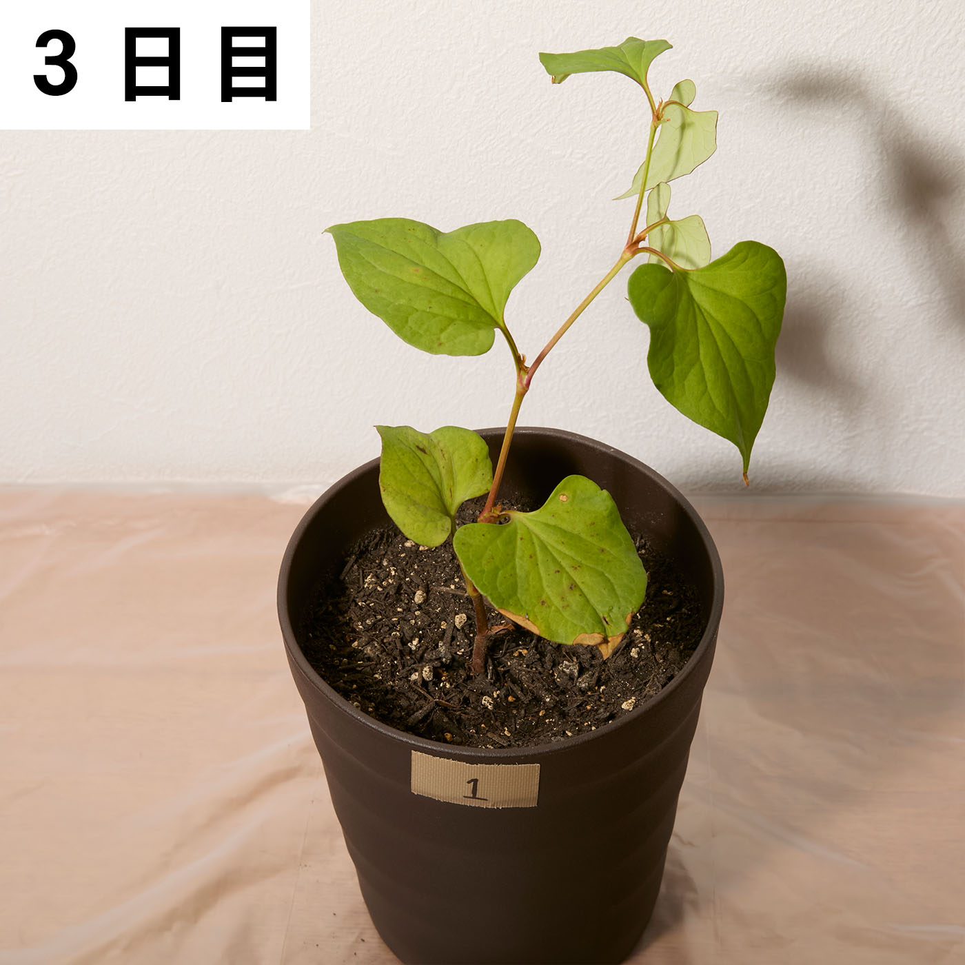 速効除草剤 7