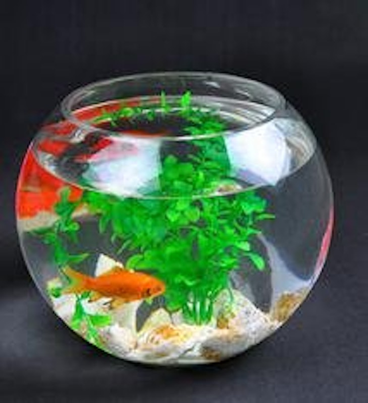 ガラス インテリア アクアリウム 金魚鉢 2