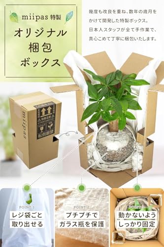 観葉植物 6