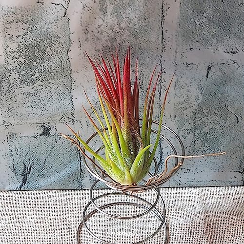 エアープランツ チランジア イオナンタ 1