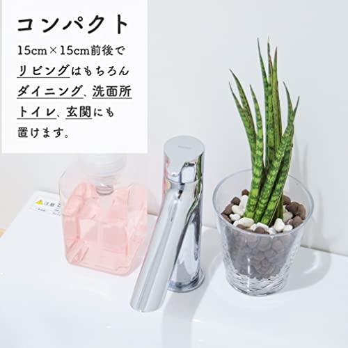 サンスベリア ミカド ハイドロカルチャー 2