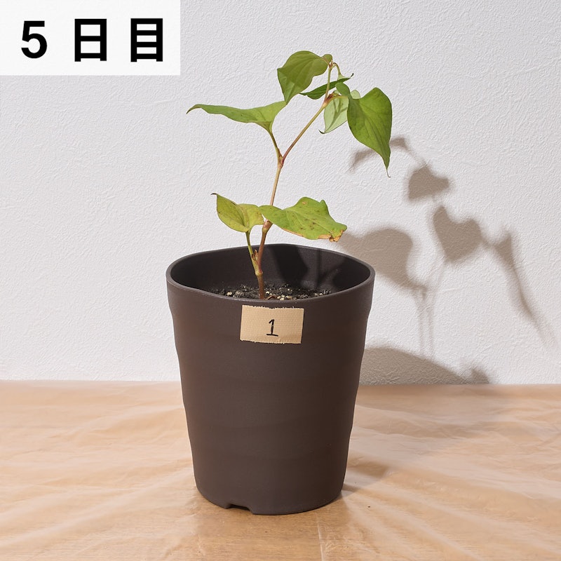 速効除草剤 8