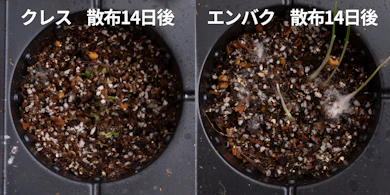 発芽しにくさの検証では、これから生える草も一定は抑えられた
