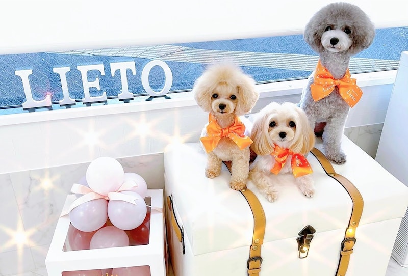 Dog salon Lieto 3