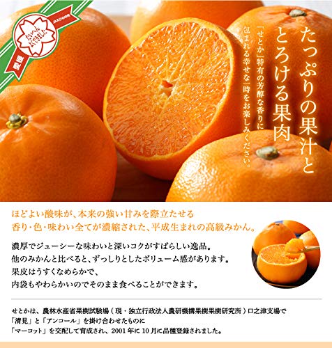 せとか 赤秀 匠と極 3
