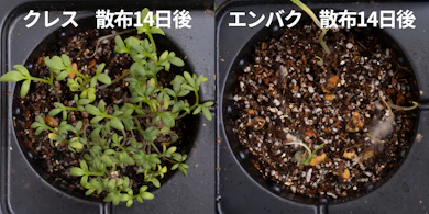 発芽しにくさの検証では、クレスがかなりの数発芽した